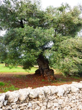 Oliver, Olivolja, Olivträd samt Ostuni