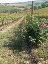 Vinprovning