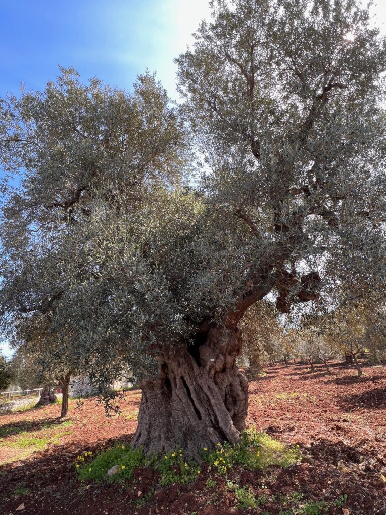 Oliver, Olivolja, Olivträd samt Ostuni
